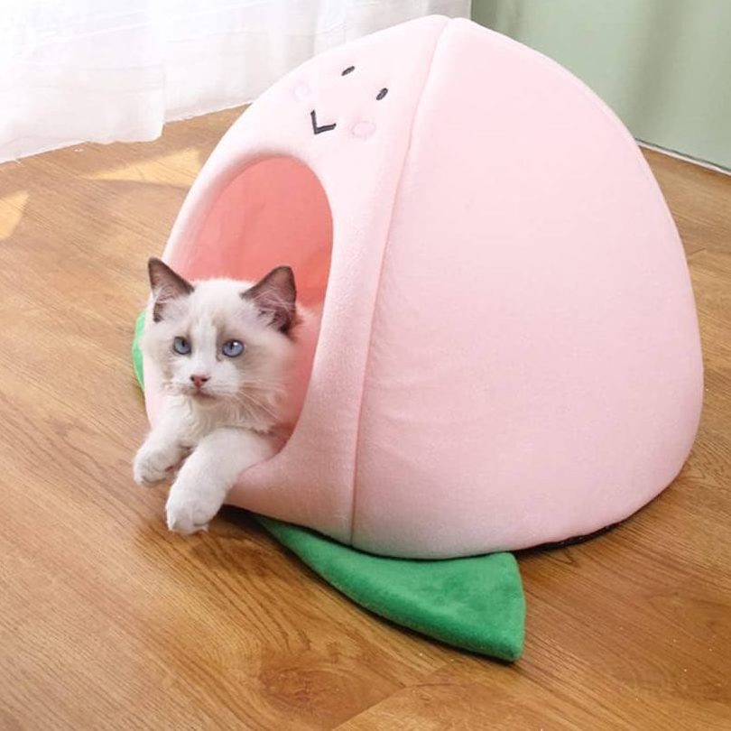 dhiraz cat house