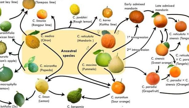 family fruits